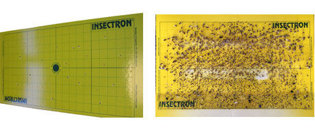 Insectron - plaques adhésives haute performance